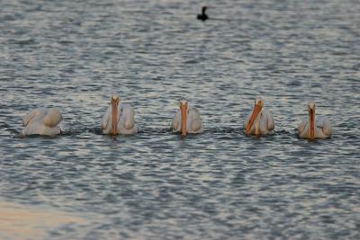 Five Pelicans