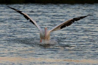 American White Pelican landing