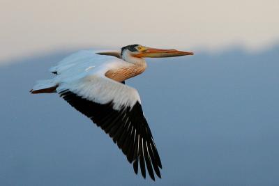 American White Pelican flying