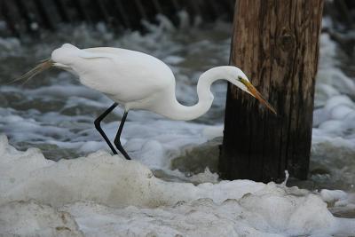 Great Egret