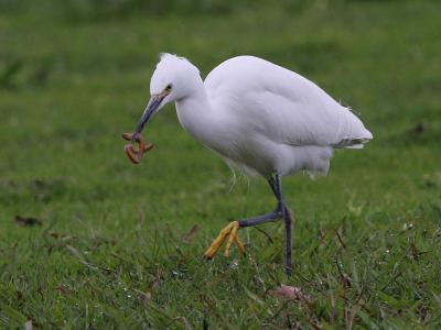 Snowy Egret with Earthworm