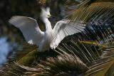 Snowy Egret