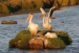 American White Pelicans