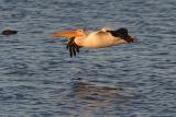 American White Pelican flying