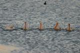 Five Pelicans