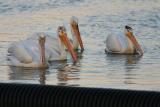 Four Pelicans