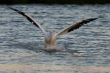 American White Pelican landing