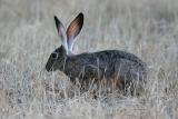 Jackrabbit