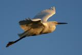 Snowy Egret