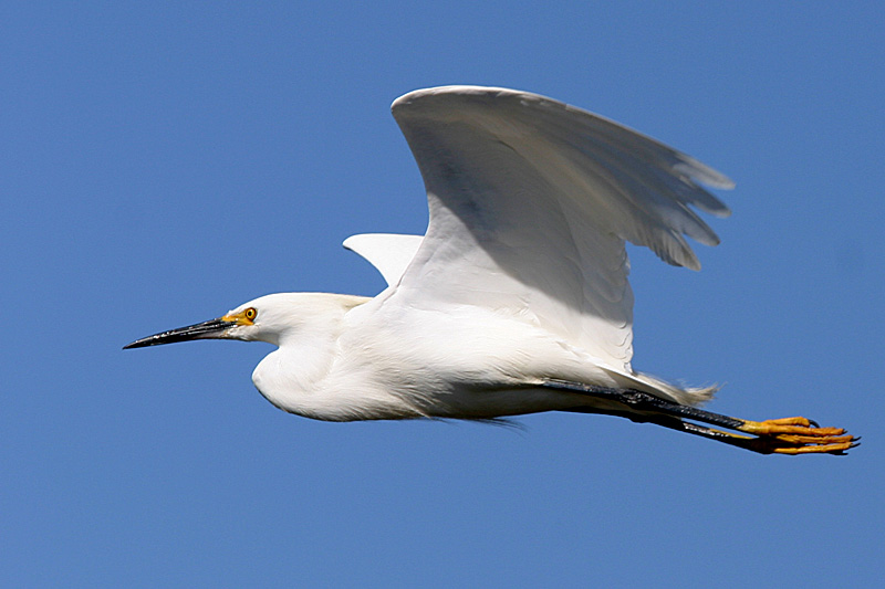 Snowy Egret in Flight