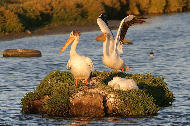 American White Pelicans