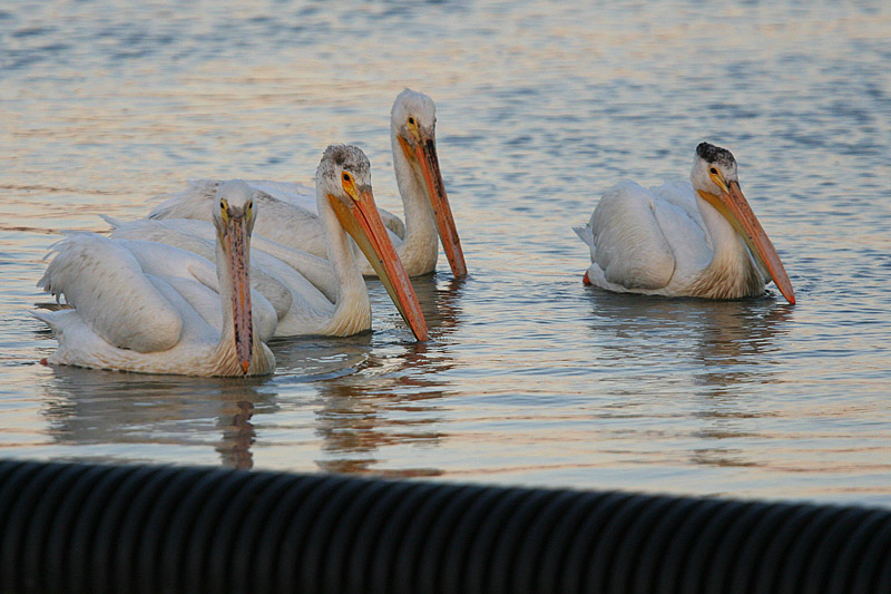 Four Pelicans