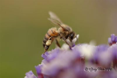 bees_things