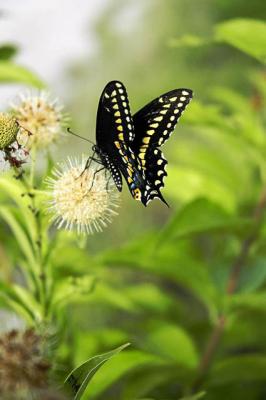 u47/garyb50/medium/30474938.Swallowtail.jpg