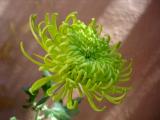 CHRYSANTHEMUM