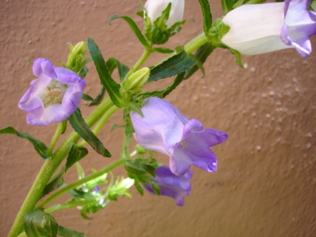 CANTERBURY BELLS
