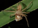 Spider eats frog