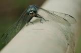 Dragonfly on handrail