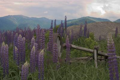 Lupines in bloom