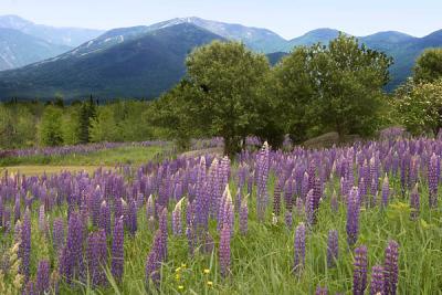 Field of lupines