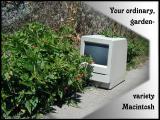 Your ordinary, garden-variety Macintosh
