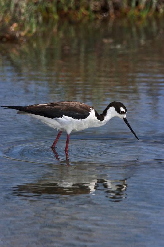 Black necked stilt Palo Alto Baylands Pk. cs CRW_5652.jpg