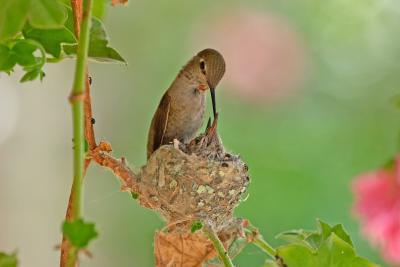 Anna's Hummingbird feeding cs CRW_4506.jpg