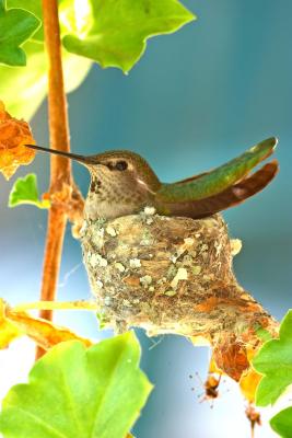Anna's Hummingbird on nest cs CRW_4260.jpg