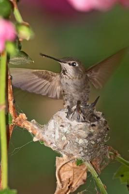 Anna's Hummingbird with chicks cs CRW_4452.jpg