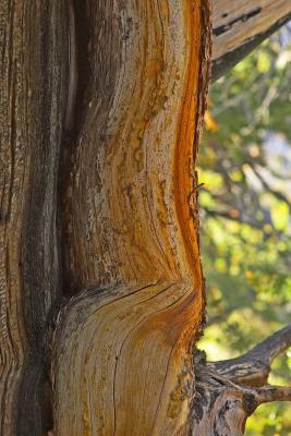 Bristle cone pine bark cs CRW_0432.jpg