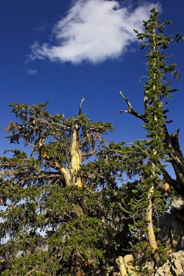 Bristle cone pine cs CRW_0419.jpg