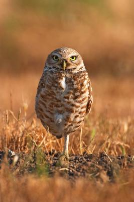 Burrowing owl Fremont, CA cs CRW_3168.jpg