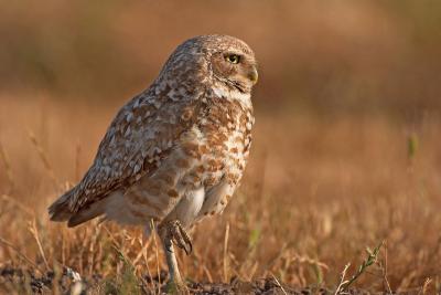 Burrowing owl stretching a leg Fremont, CA cs CRW_3184.jpg