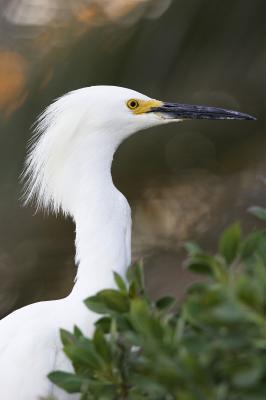 Snowy egret PA Baylands IT0L0206.jpg