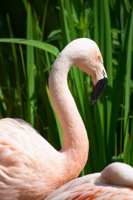 Flamingo SD AP CRW_1844.jpg
