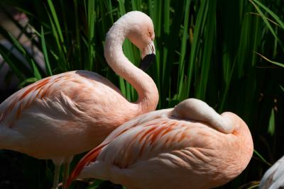 Flamingoes SD AP CRW_1840.jpg