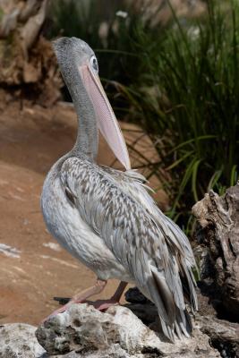 Pelican CRW_1897.jpg