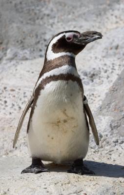 Penguin SF Zoo CRW_2877.jpg