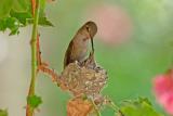 Annas Hummingbird feeding cs CRW_4506.jpg