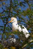 Cattle Egret SD WA Pk. cs CRW_5385.jpg