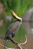 Cormorant stretch San Diego WA Pk. cs CRW_1925.jpg
