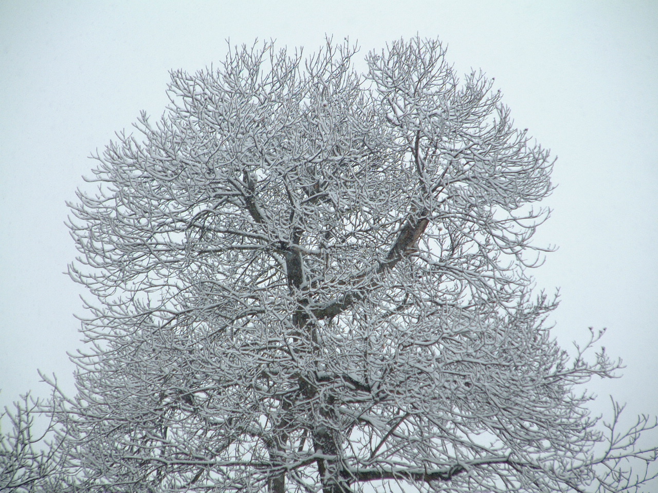 white tree