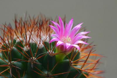 Mes cactus ,premire fleur