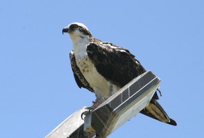 Osprey