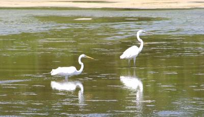 Great Egrets