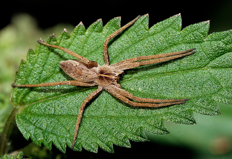 Kraamwebspin,  Pisauridae ( spinnen zijn geen insekten )