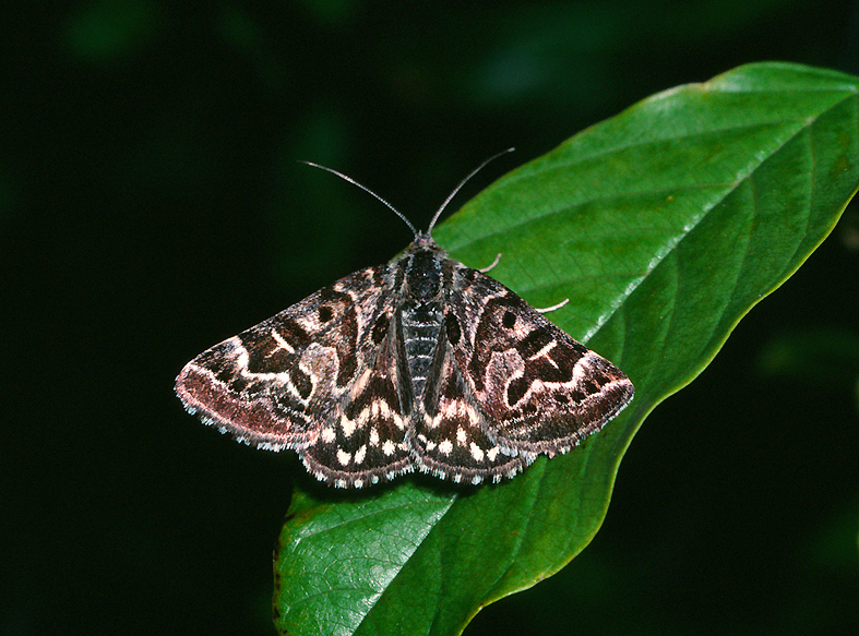 mi-vlinder