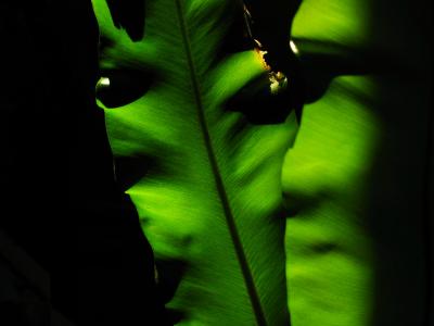 Ma Plante grasse