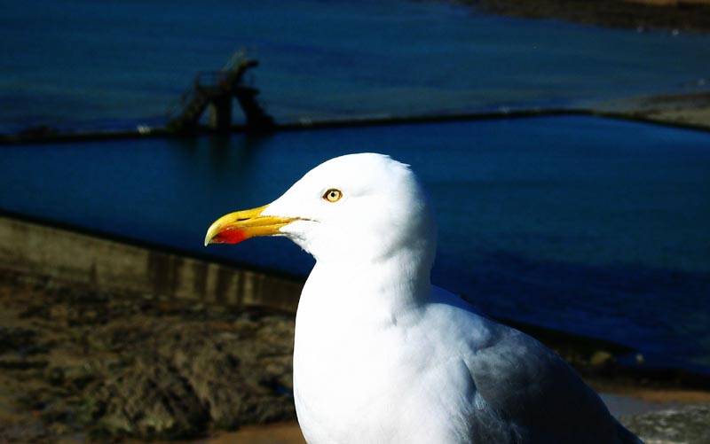 Madame la mouette