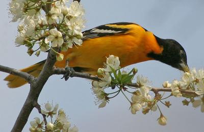 Baltimore Oriole feeding on cherry blossoms
